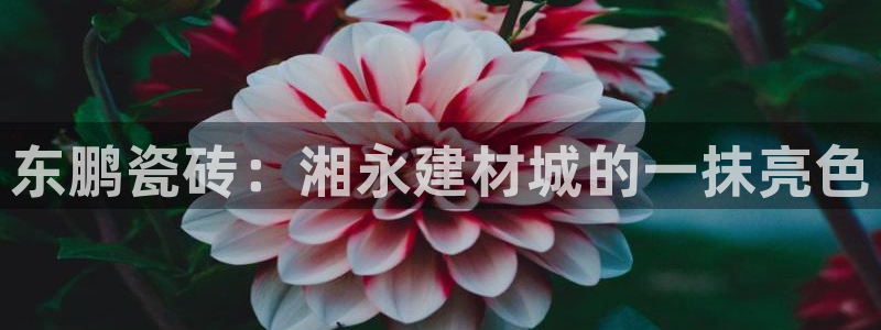 杏鑫注册平台官方网站入口