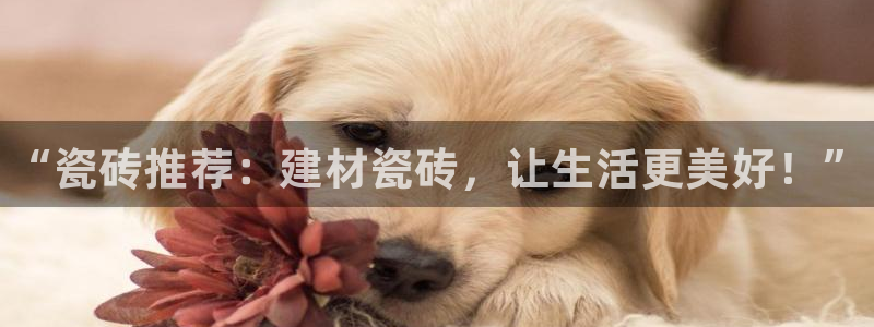 杏鑫平台代理注册登录不了怎么办呀